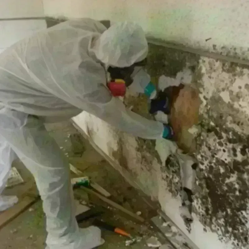 Mold Remediation and Removal in Saguache, CO